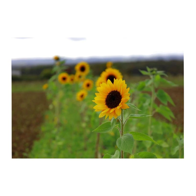 Sonnenblume