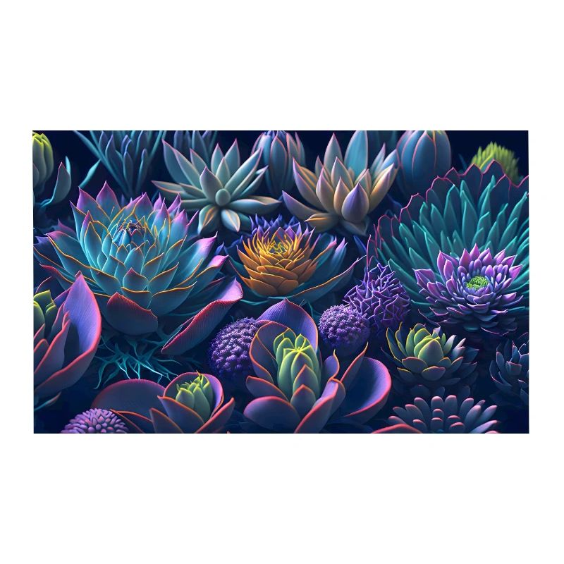 Succulent Echeveria Gift