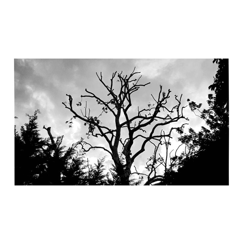 Tree with its bare branches in the sky