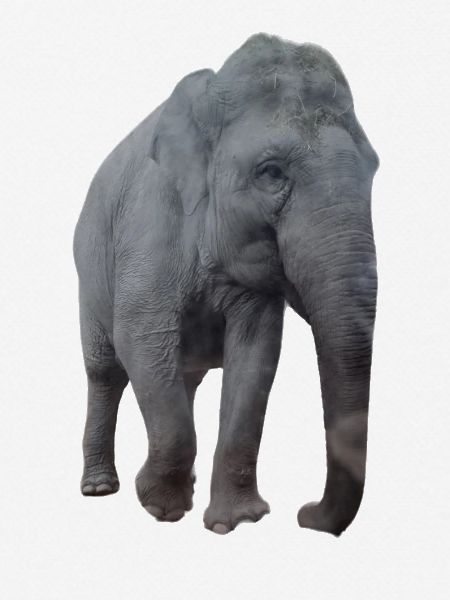 Elefant
