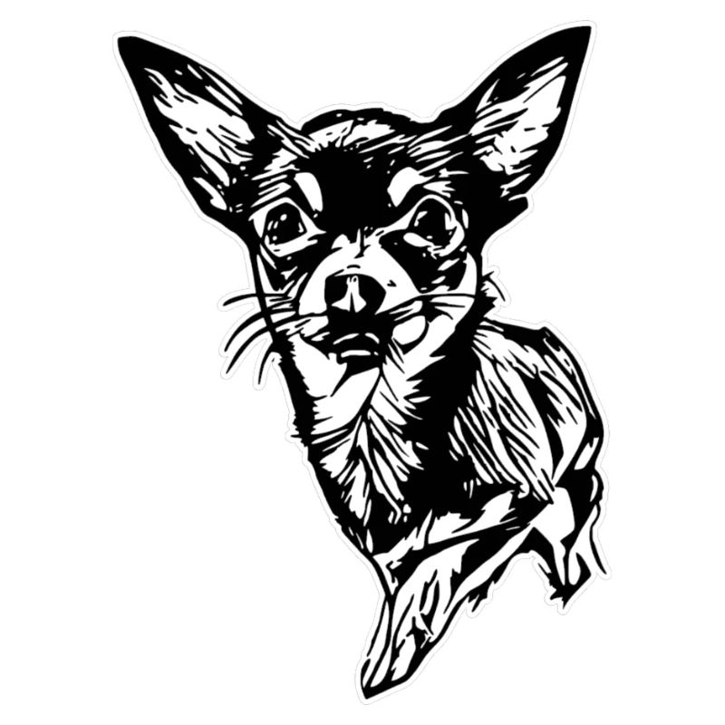 Chihuahua - weißer Rand