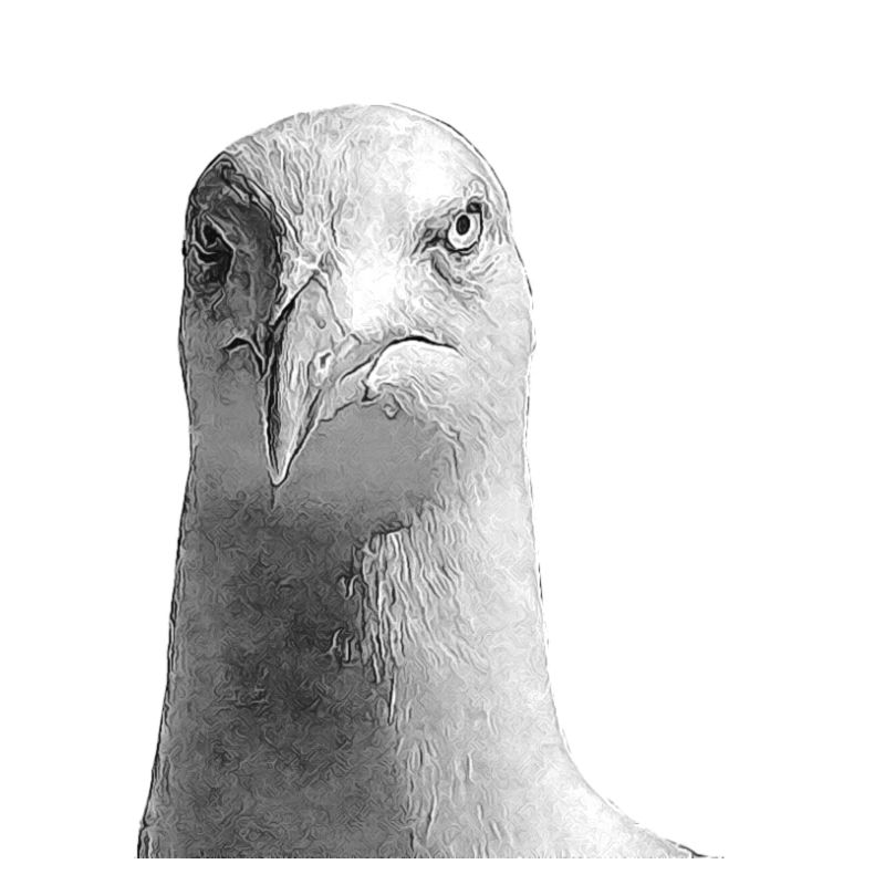 Möwe
