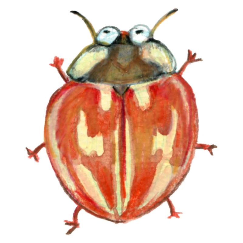 striped ladybug