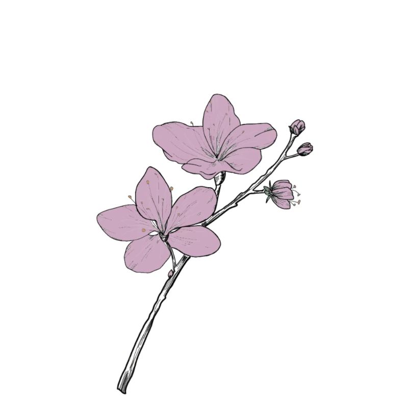 Kirschblüte
