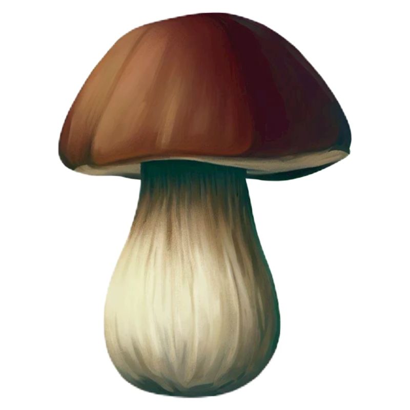 Pilz-Steinpilz