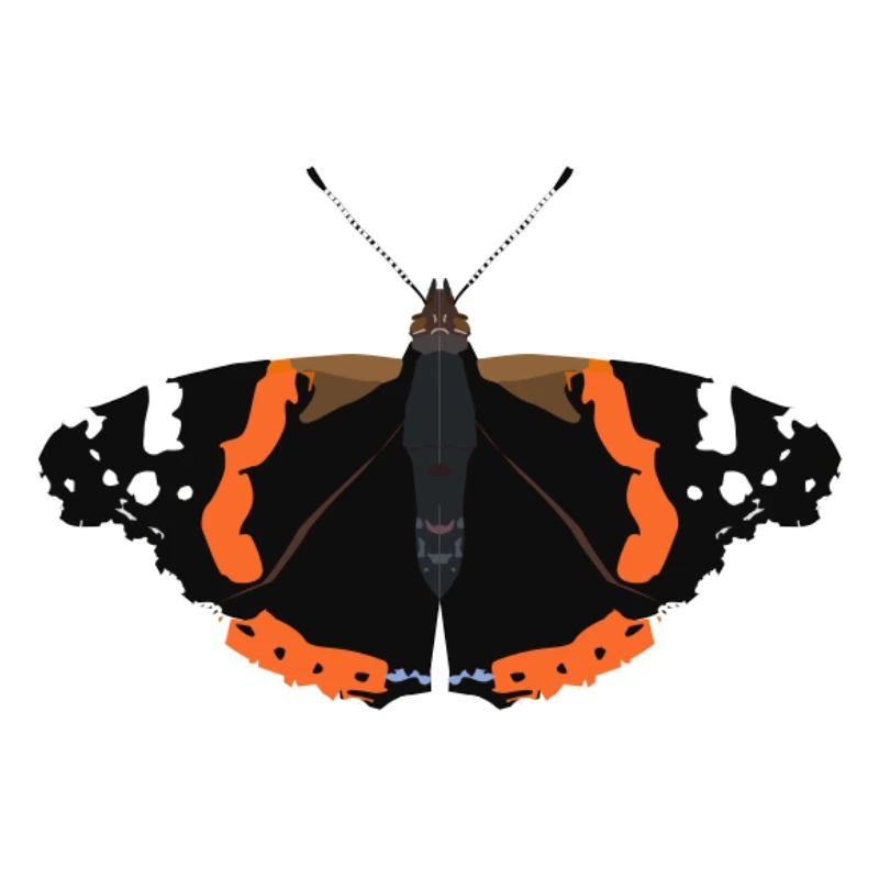 Schmetterlinge: Der Admiral