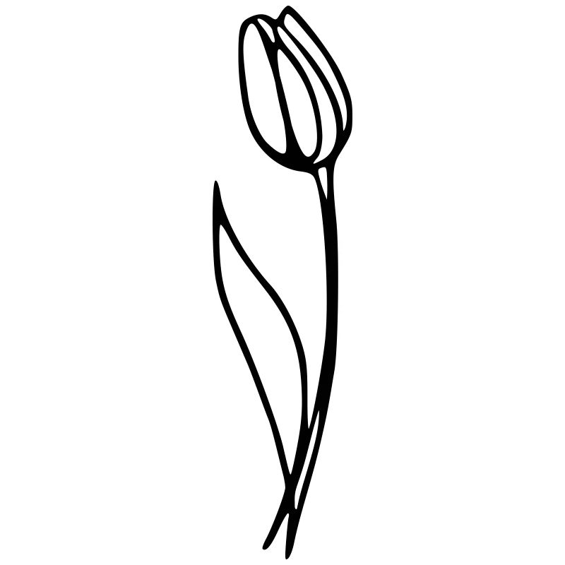 Tulpe