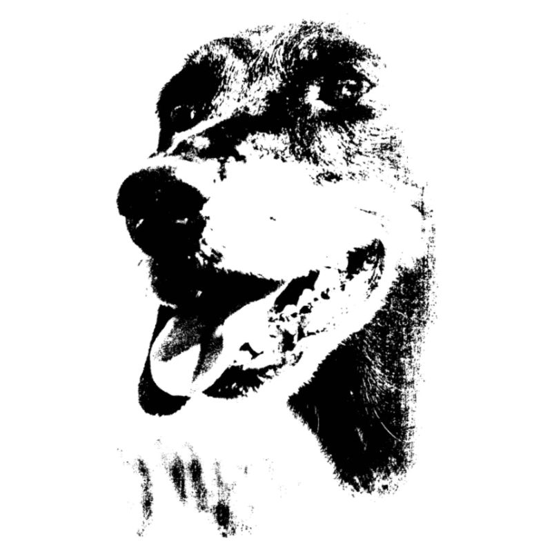 Glatthaardackel