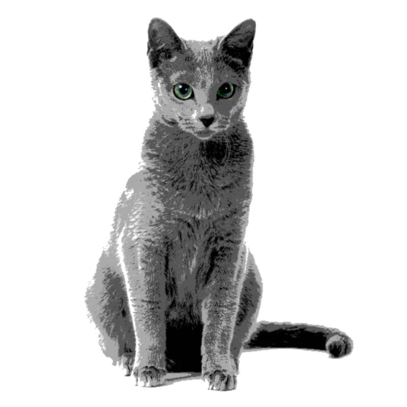 Russisch Blaue Katze