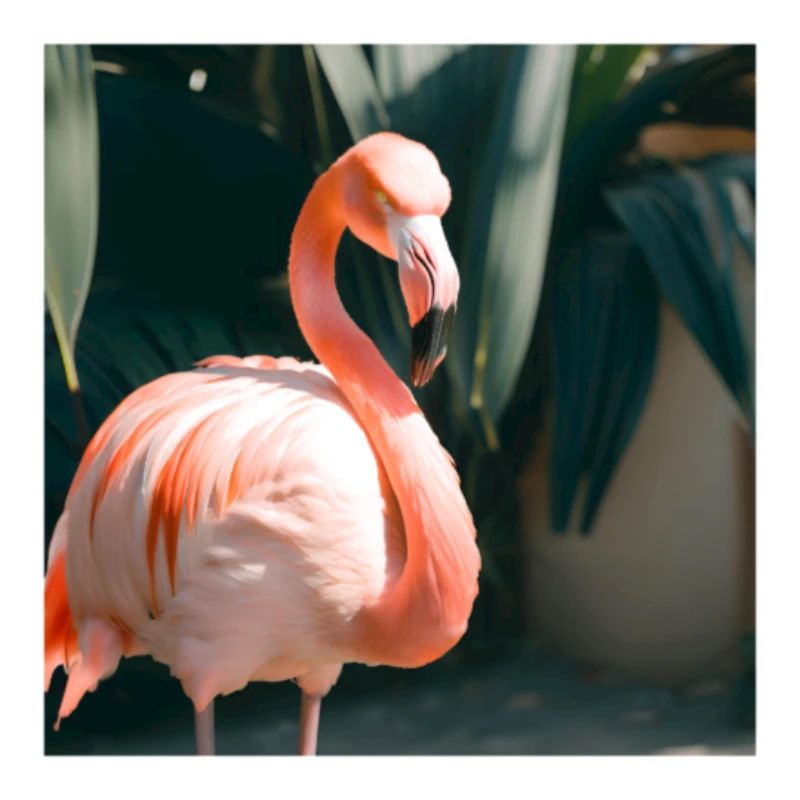 Flamingo#3