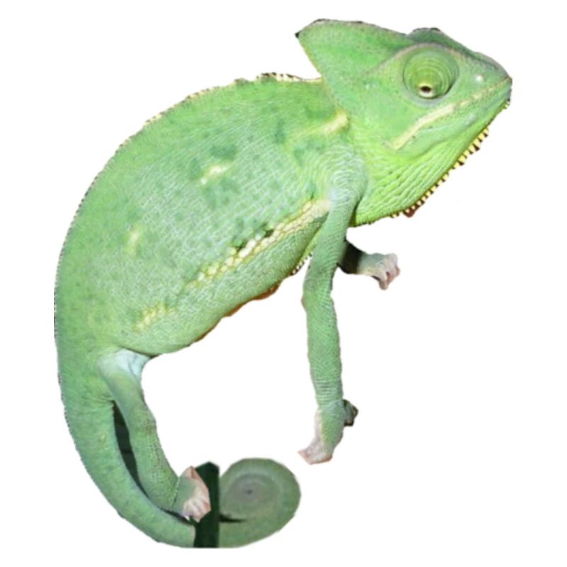Chamäleon kuckt
