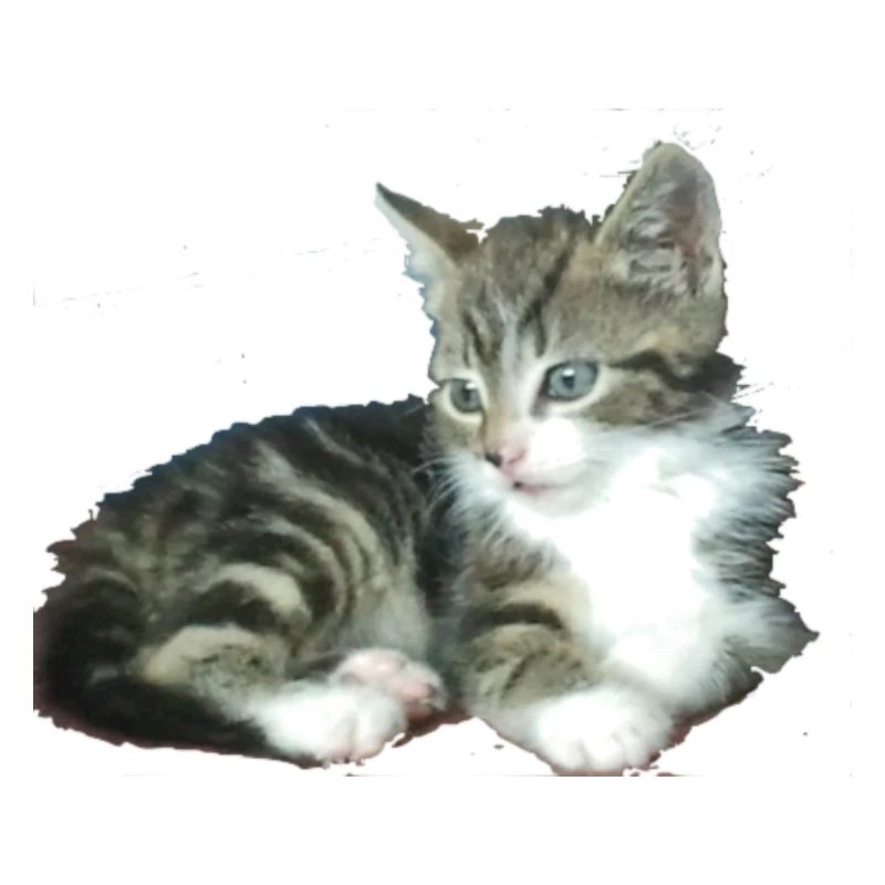 Chaton de chéri petit chaton de princesse