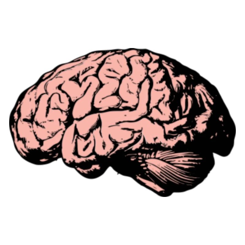 Brain