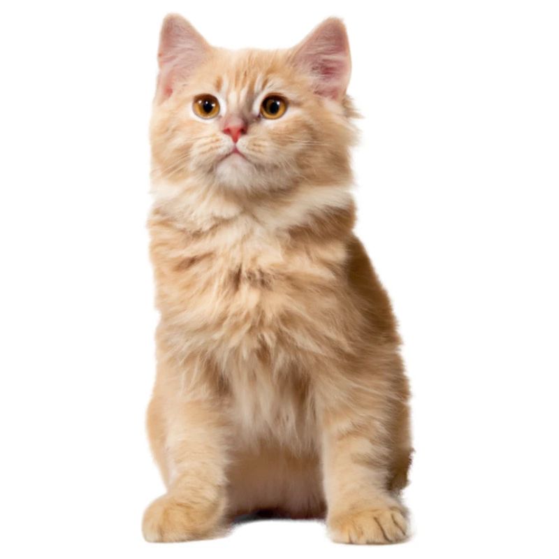 Rothaarige Katze