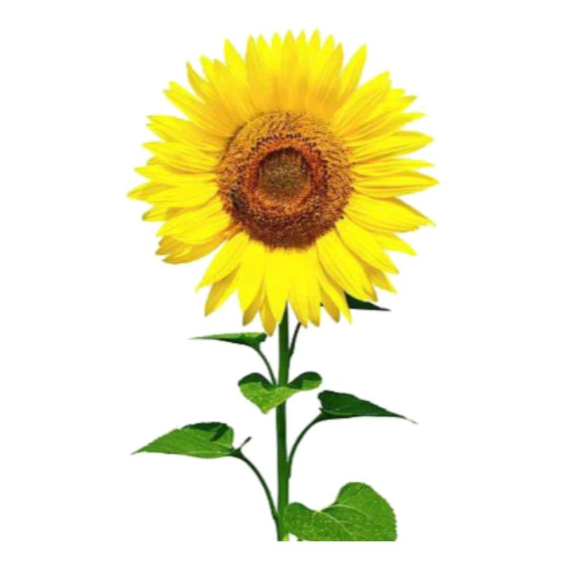 Sonnenblume / Sunflower