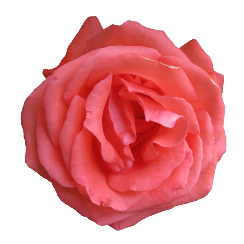 Soul Rose - Seelenrose