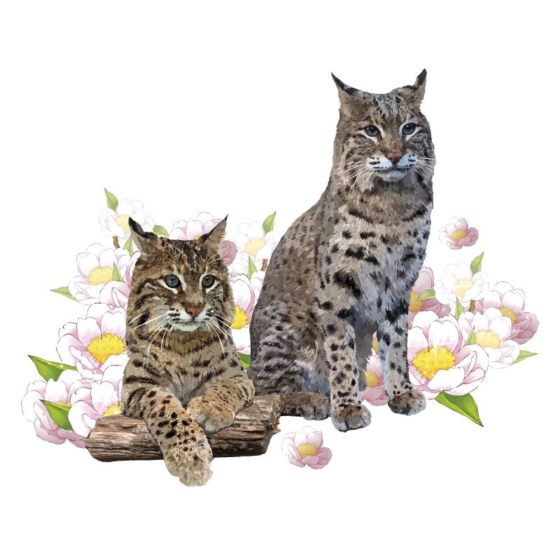 Lynx
