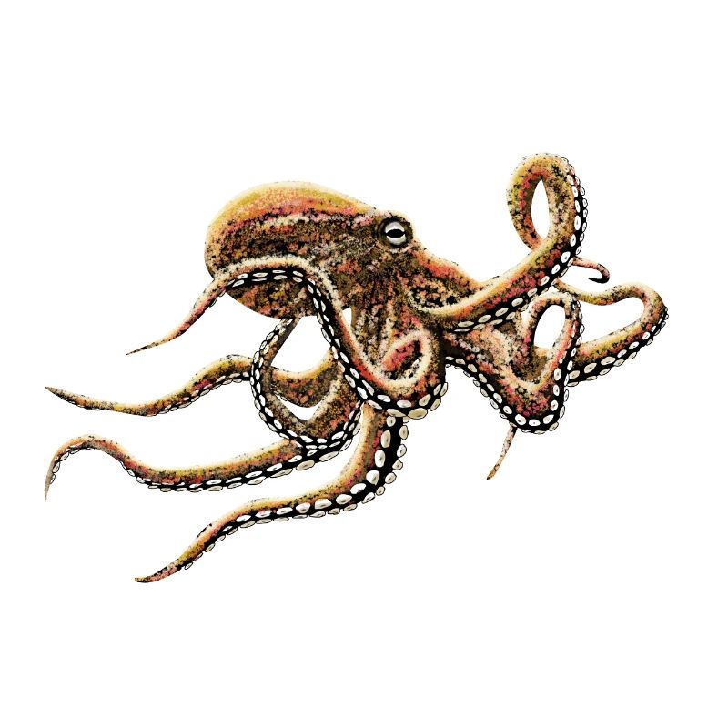 OCTOPUS