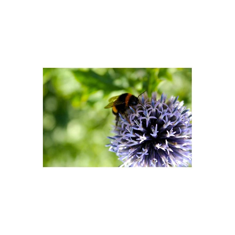 Bourdon sur fleur