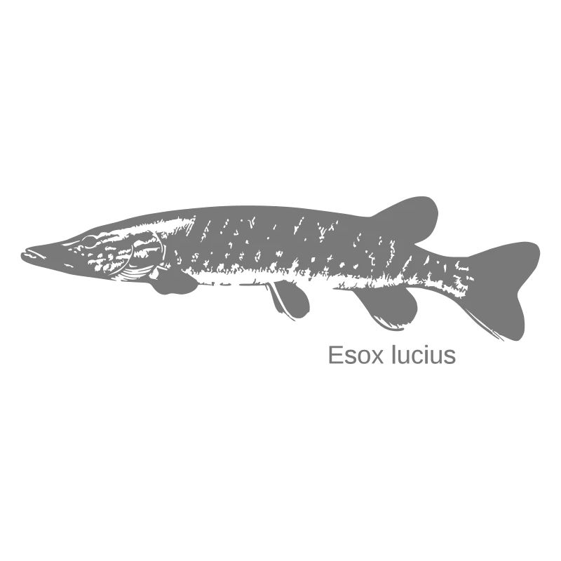 Hecht Esox lucius