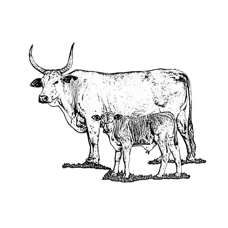 Kuh mit Kalb