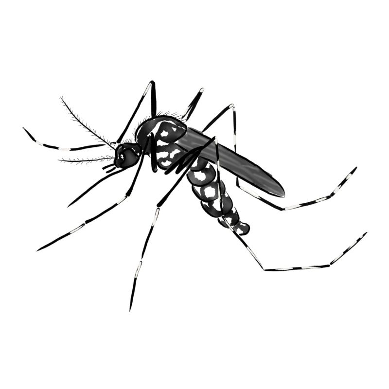 Mosquito