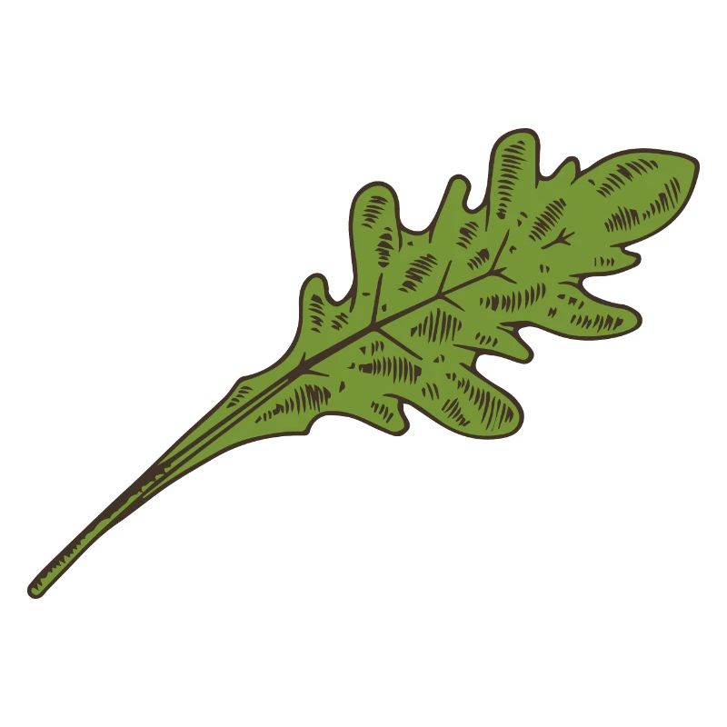 Rucola Salat Salatblatt