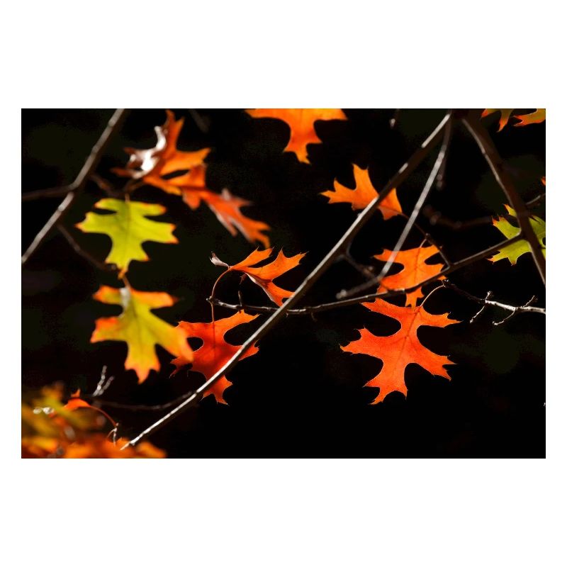 Buntes Ahornlaub