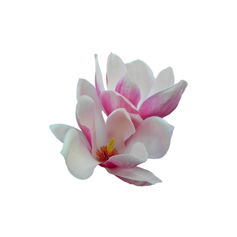 Rosa Magnolie