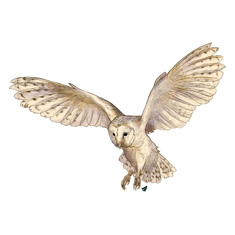 Wunderschöne Schleiereule im Flug