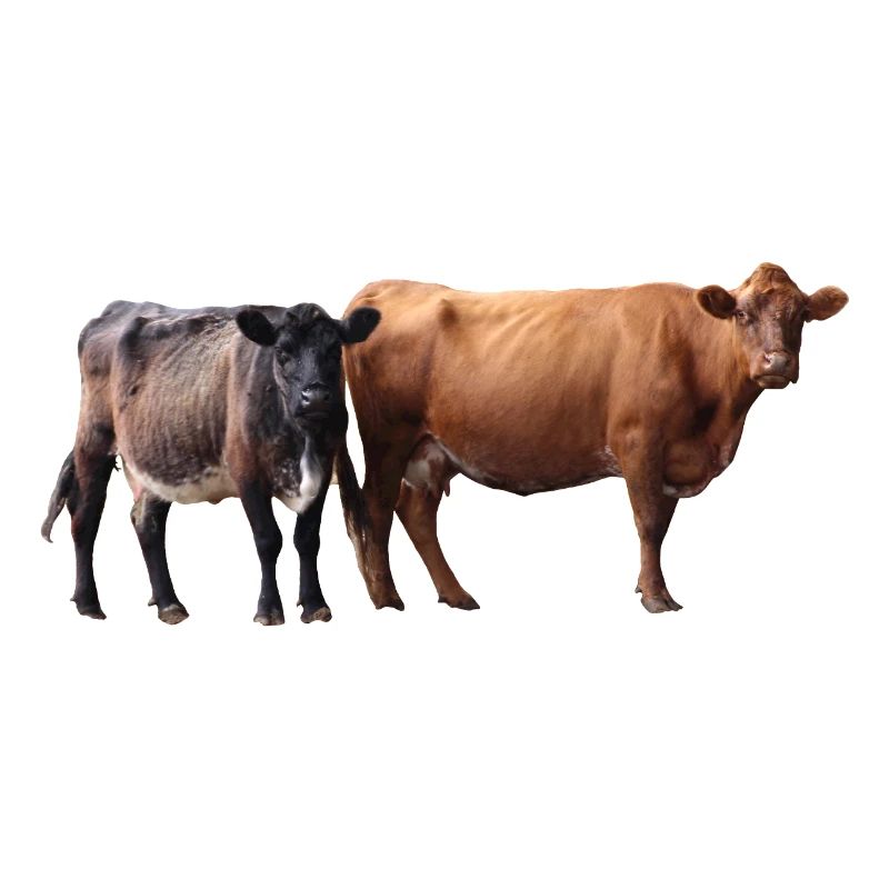 two cows