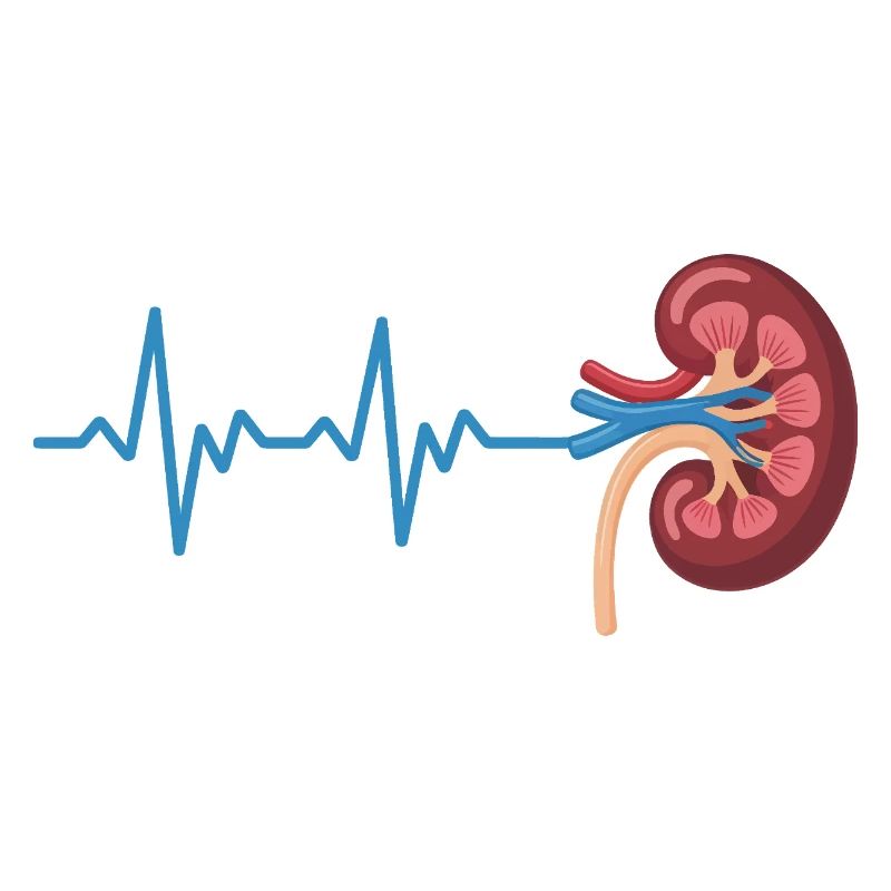 Nierenrhythmus Grafik