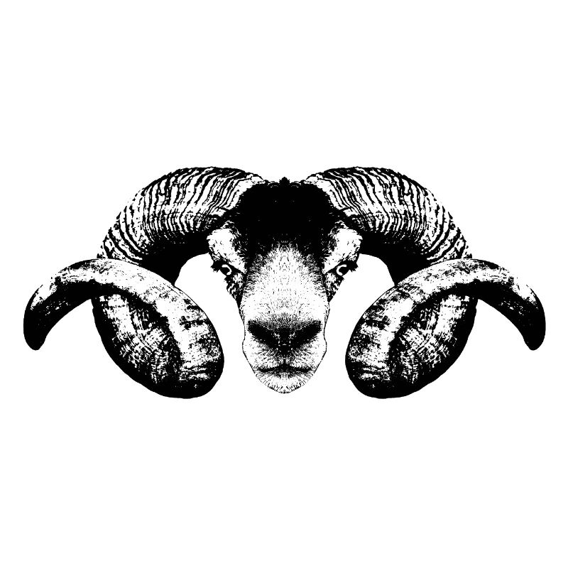 Widder / Portrait / Kopf