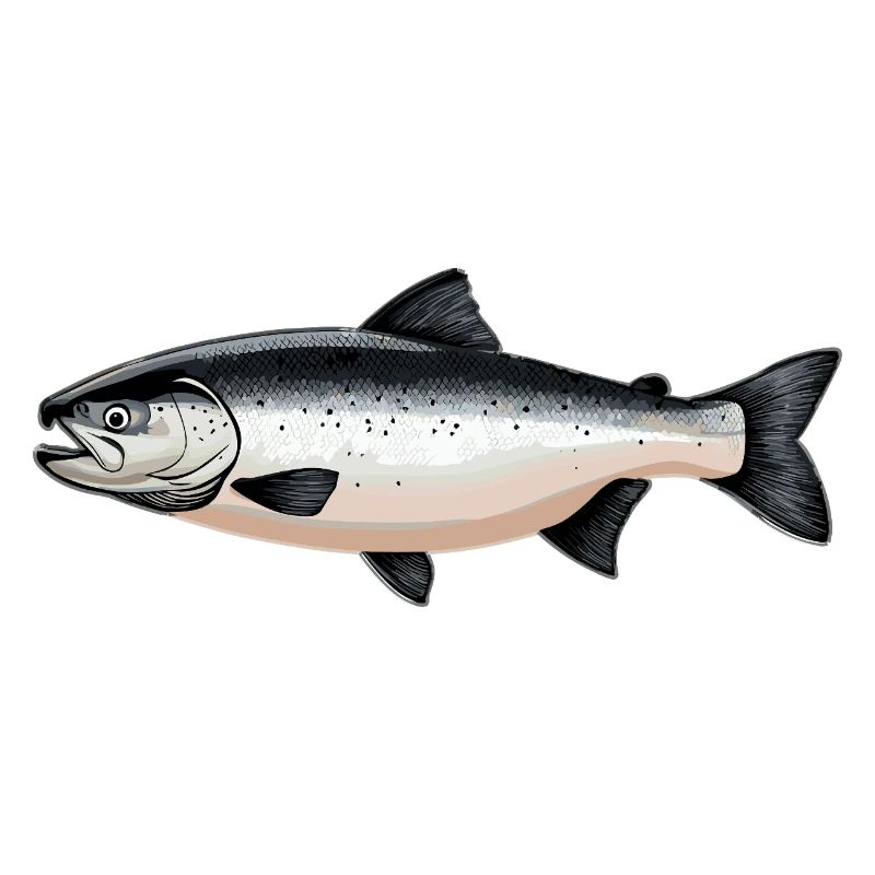 Lachse Lachs
