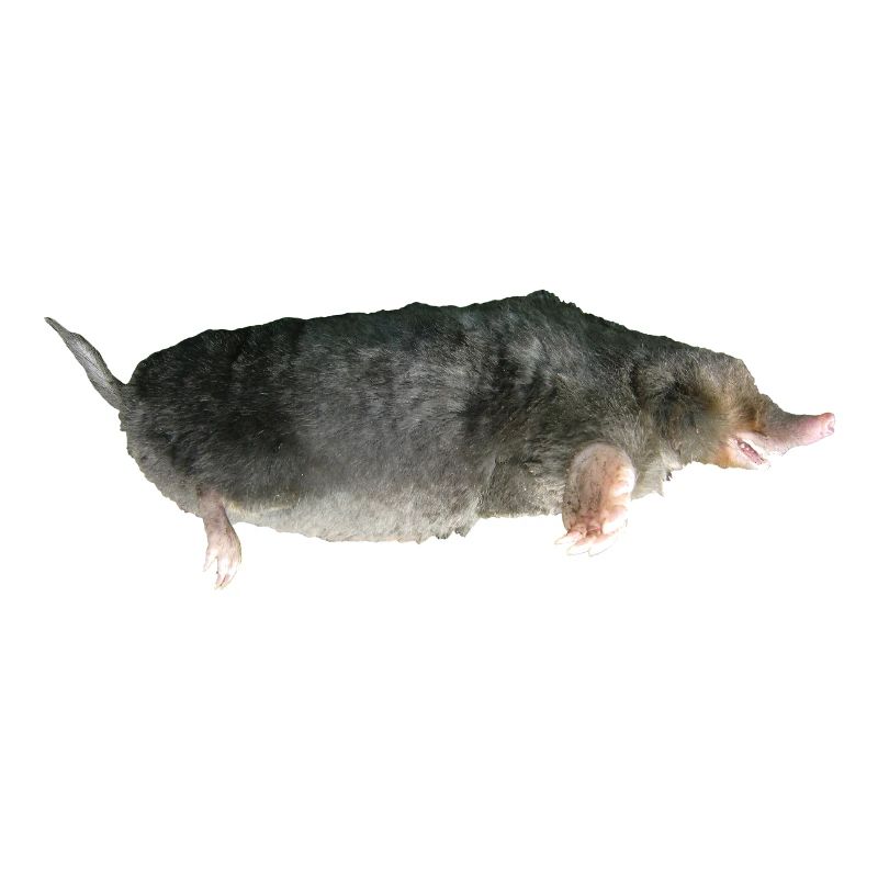Mole