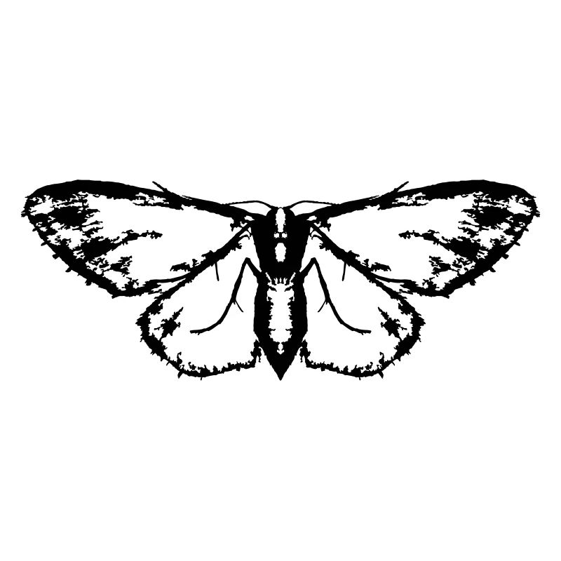 Moth / Butterfly / Moth