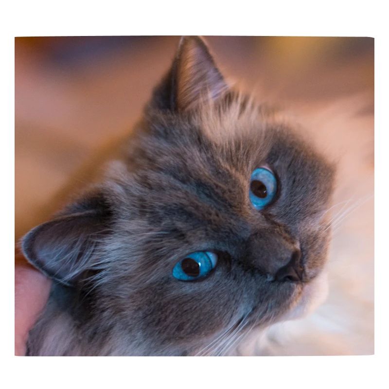 Katze