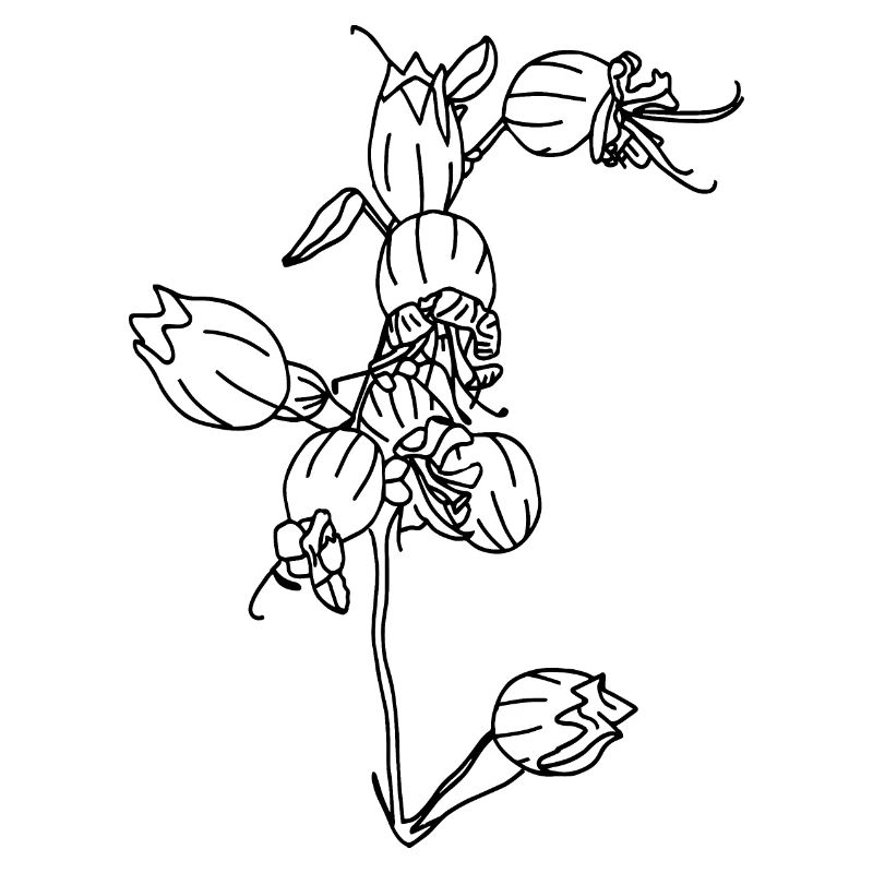 Bergblume Allgäu