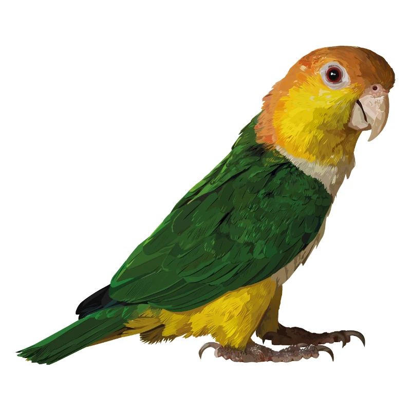 caique