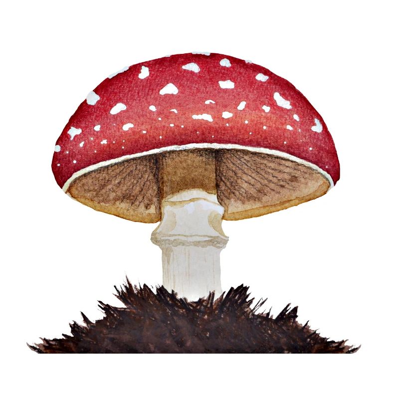 Fliegenpilz