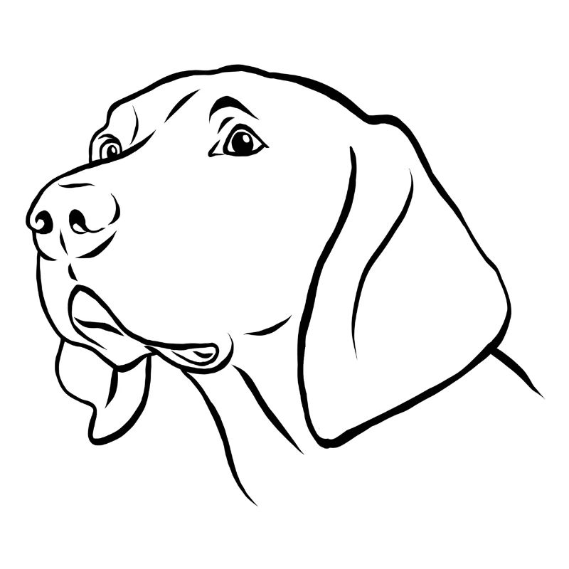 Weimaraner Portrait