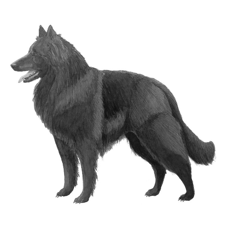 Groenendael