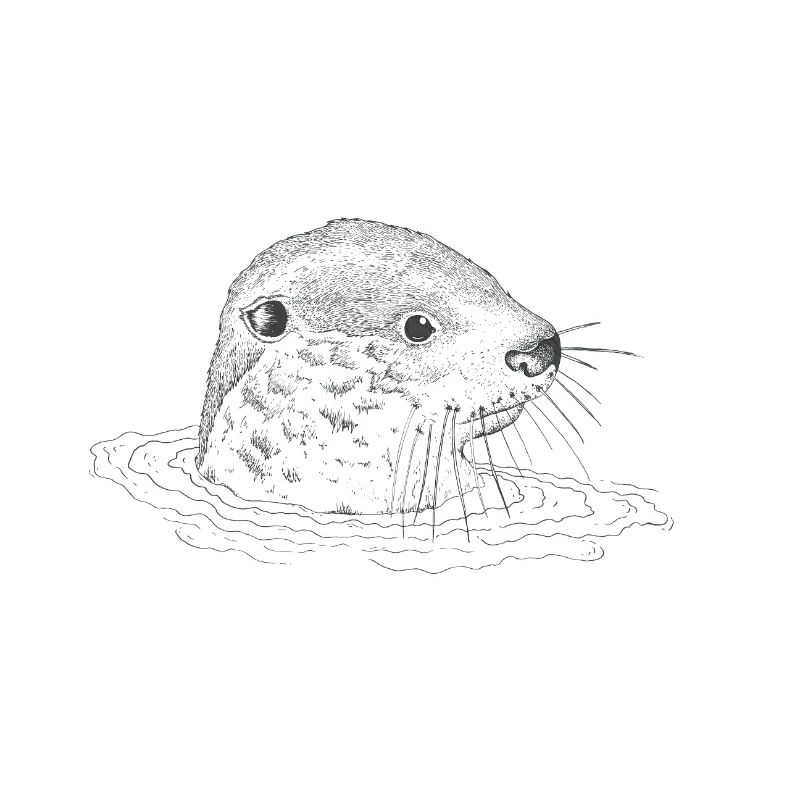 Otter im Wasser