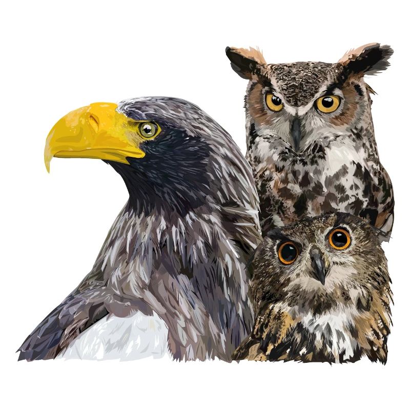 Raubvögel