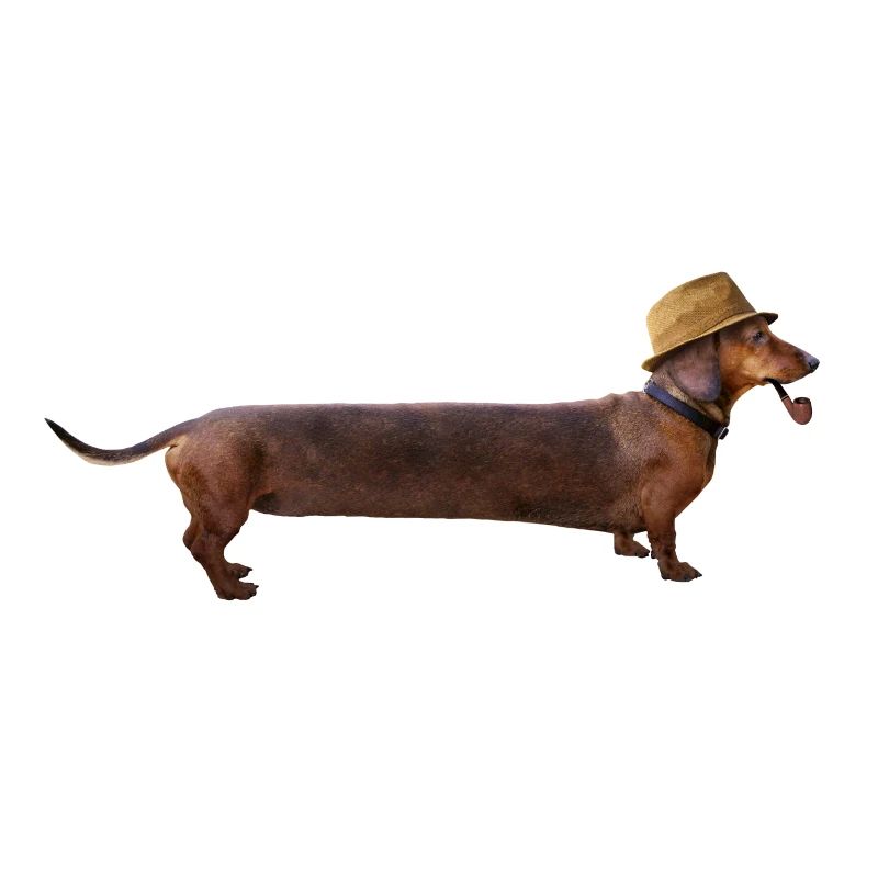Teckel long avec chapeau et sifflet