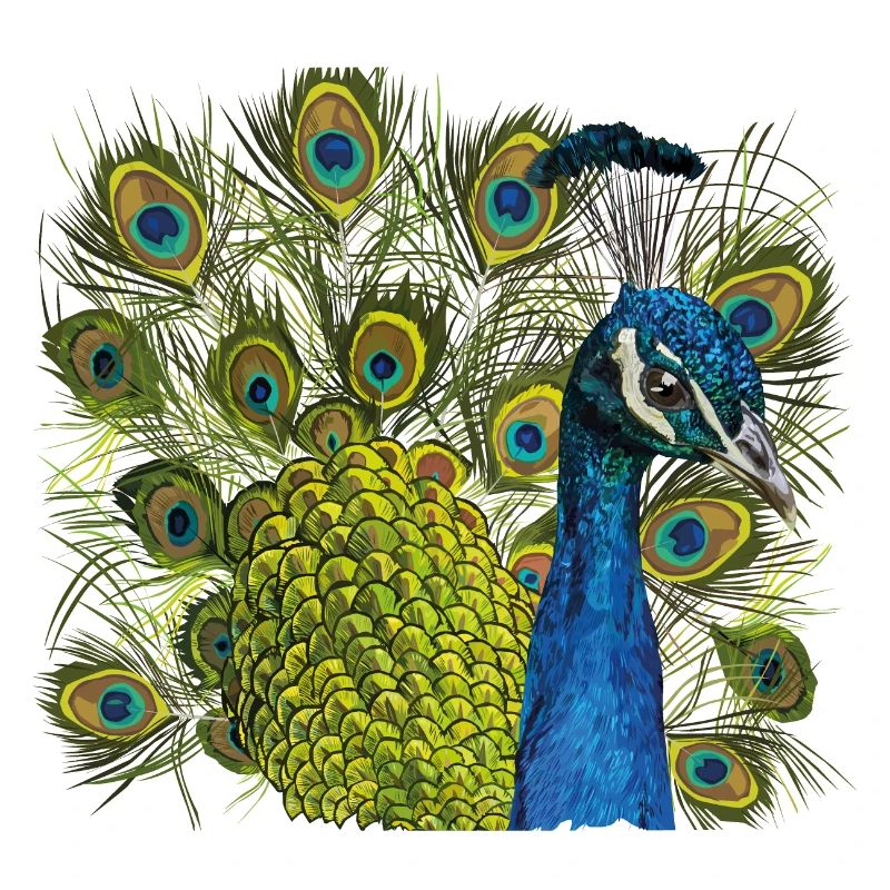 Pfau