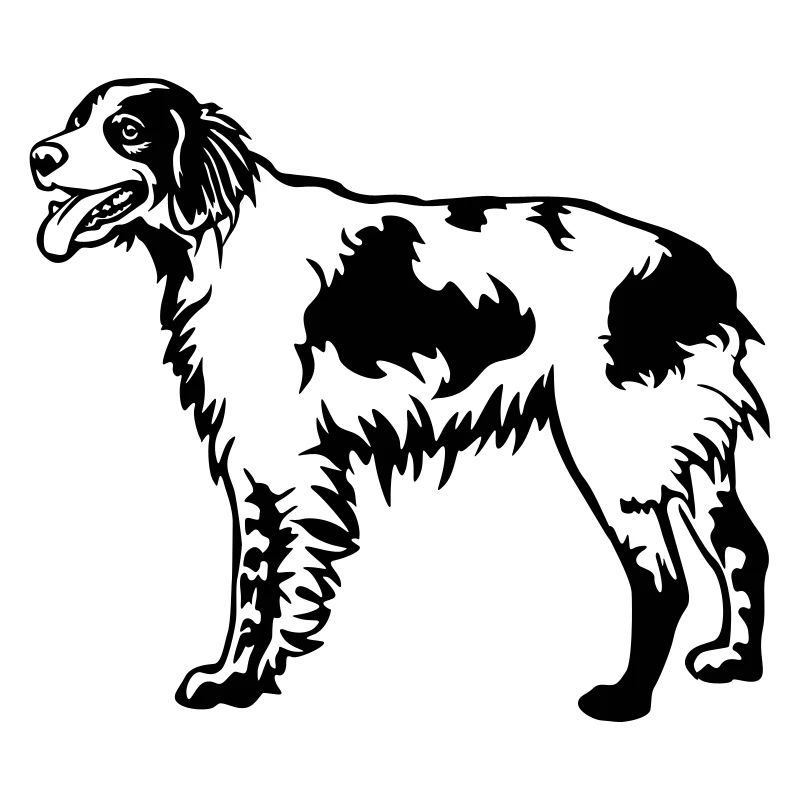 Epagneul Breton