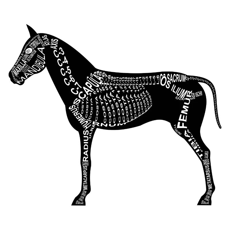 Pferde-Skelett