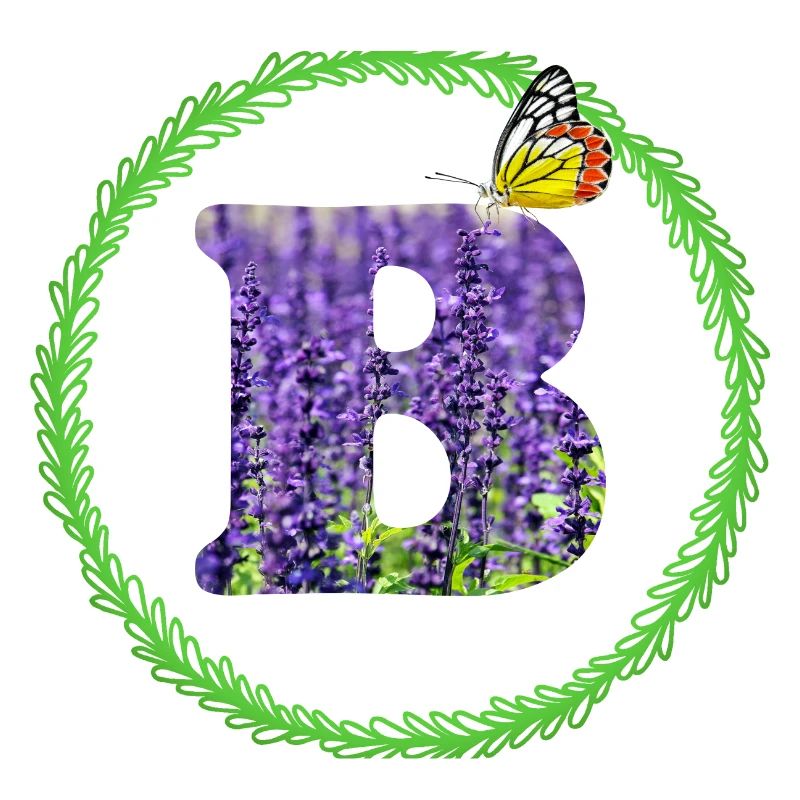 lavendel b