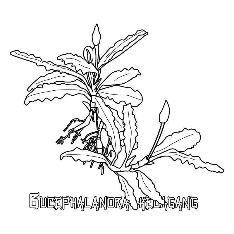 Bucephalandra kedagang